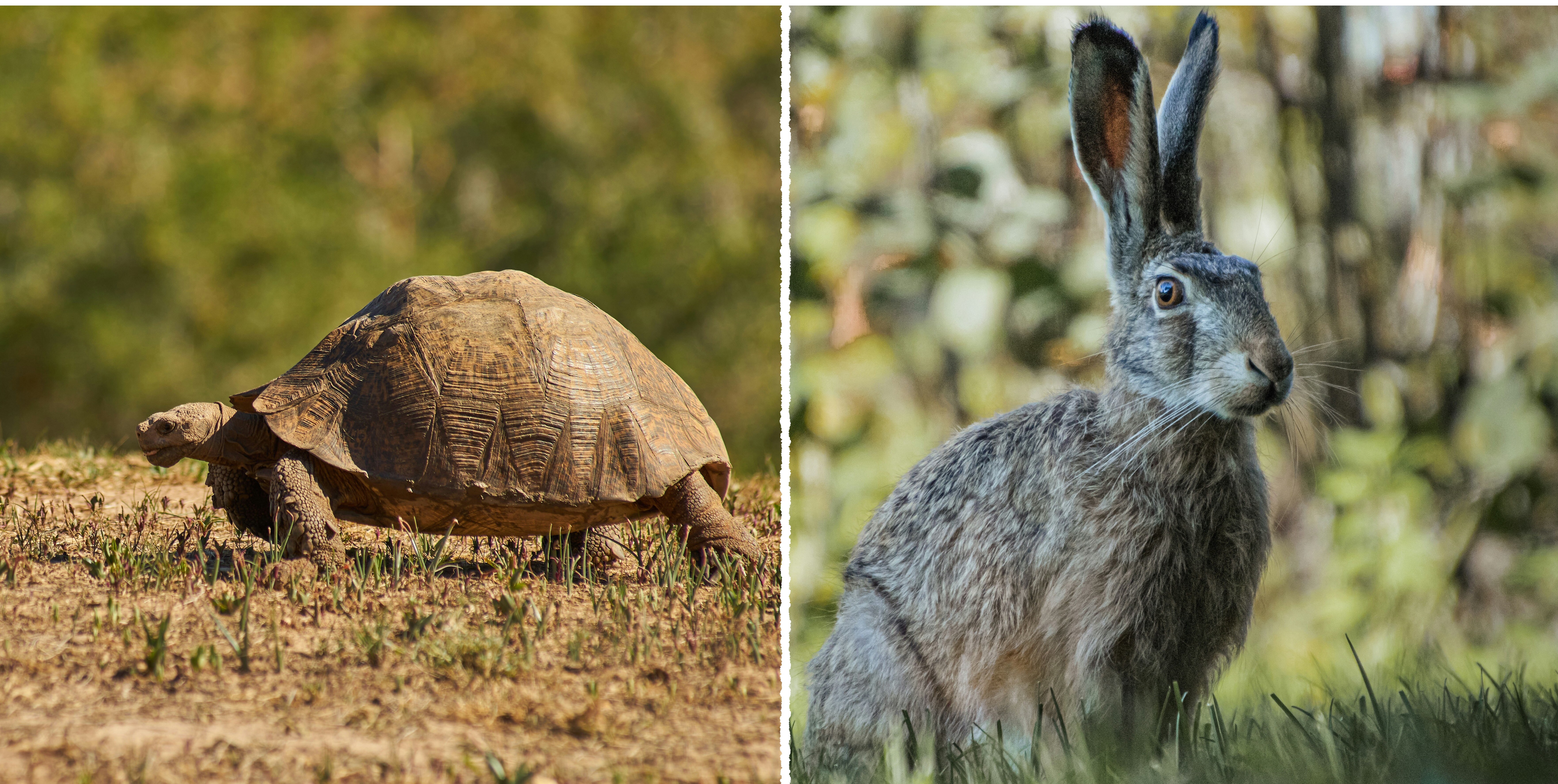 Image of a tortoise and a hare as a metaphor for the question, How long How Long Will It Take to See Results From SEO?